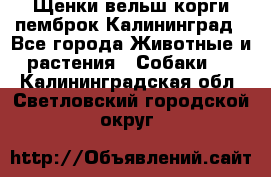 Щенки вельш корги пемброк Калининград - Все города Животные и растения » Собаки   . Калининградская обл.,Светловский городской округ 